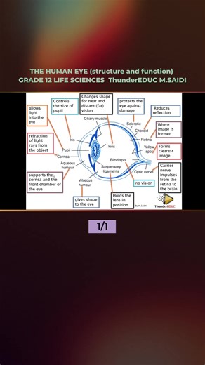 Understanding the Human Eye: Structure and Function | Grade 12 Life Sciences