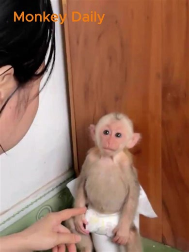 Mom found baby monkey while using the potty