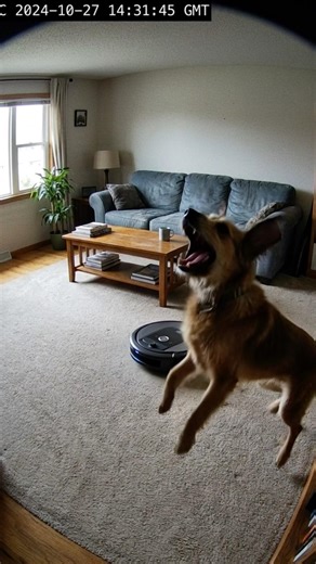 Dog vs Robot Vacuum 😳