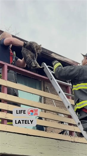 ✨ Life Lately at West Metro ✨ A little glimpse into the last few weeks with our crews... 🔥 A structure fire where firefighters rescued several pets. 🦌 A service call that turned into a wildlife adventure- helping move two deer who ended up in someone’s basement. 🐱 A cat rescue straight out of a cartoon… pulled safely from inside a wall. 🚒 And some time spent training with partner agencies on vehicle crash scenarios- because staying sharp matters. #LifeLately #WestMetroFireRescue | West Metro
