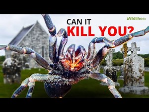Can a Tarantula Really Kill You? (The Truth Behind the Myth)