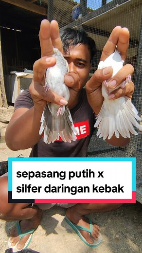 siapan silfer kebak X putih lurik ..siap bantu kirim