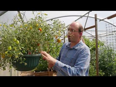 Saving My Tomatoes, with the Govee Wi Fi Temperature and Humidity Monitor