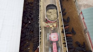 1.2K views · 38 reactions | Feeding cattle is truly an art There so...