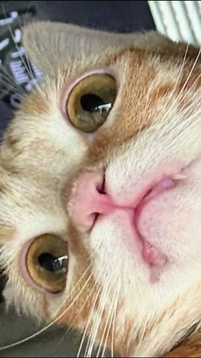 Meet Larry: The Dwarf Cat with a Sassy Attitude