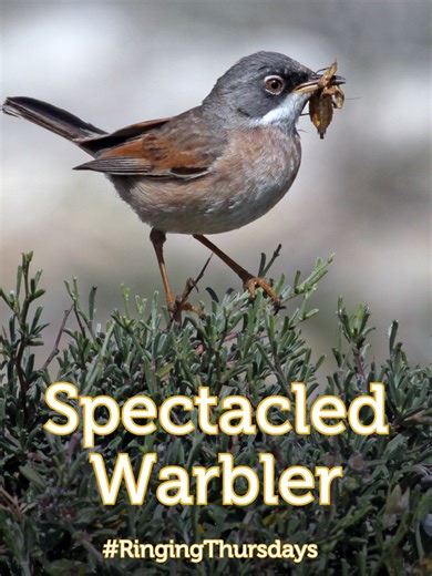 A Mediterranean specialist of our coastal garrigue 🌿 The Spectacled Warbler (Bufula Ħamra) weighs just 8–10g and nests low in sparse vegetation, often where Sardinian Warblers do not. Males are already singing, and by March some chicks will be close to fledging - among the earliest breeders in Europe. Please avoid trampling vegetation and keep dogs on a leash to protect vulnerable ground nests. 🎥 Footage: Adin Vella, Alex Casha, Martin Austad, Nicholas Galea, James Aquilina, Aron Tanti, Mario 