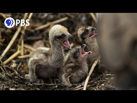 Careful Osprey Parents Feed Chicks For The First Time