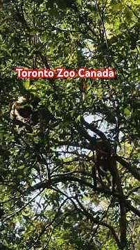 Exploring the Diverse Ecosystems and Wildlife at the Toronto Zoo's Scenic Safari Drive-Through