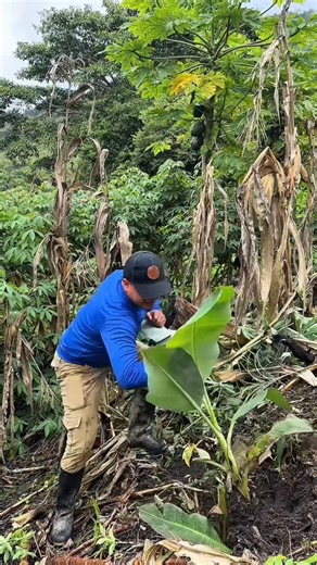 Andy bríones on Instagram: "Colines dé platano"