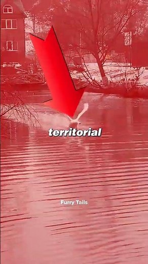 Swans Are Aggressive During What Season? 😮 #animals #swan