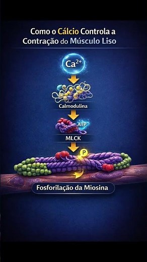 Como o Cálcio Controla a Contração do Músculo Liso