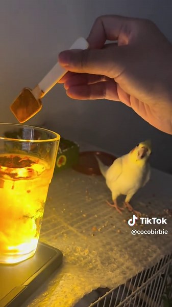 Cockatiel's Hilarious Reaction to Human Antics