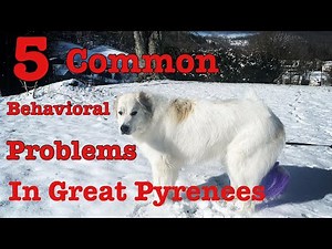 5 common behavioral problems In Great Pyrenees