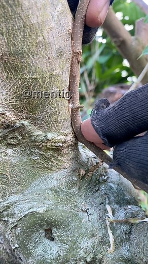 This is the result of the milk paste technique🌳🌳 #bonsaiphosobatu #bonsaitree #bonsaiindonesia #bonsai #bonsailovers #bonsaiart #bonsaibali #themax30cm #bonsainusantara #vodfyp #vod #vodviral #vodviral #vodfbpro #vodreels #vodjangkauanluas #fypviralシ #fypfbpro #fypシ゚viralシfypシ゚ #fbprofesional #fbpropemula #fbprojangkauanluas #fb #fbpost2025シ #fbviralpost2025シ | Mentig