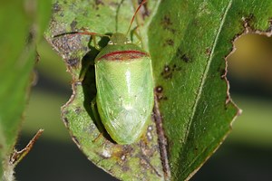 Entomologists sniff out new stink bug to help soybean farmers control damage - AgriLife Today