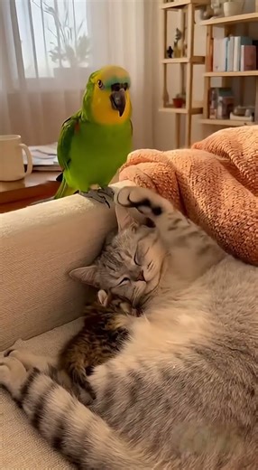 Heartwarming Moments Between a Mother Cat and Her Kitten