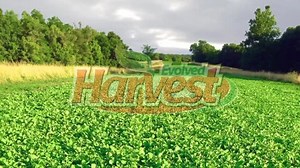 7 Card Stud is the most adaptive food plot available today. This incredible blend of forage variety plants covers all your early, mid and late season needs to attract and hold deer on your property. | Evolved