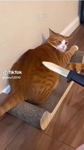 kucing kalian punya berapa nyawa? #faktaunik #fyp #kucing