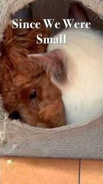 ❤️Bear & Luna❤️ Safe in Our Storm: Tangled up in their favorite nest since they were tiny babies...