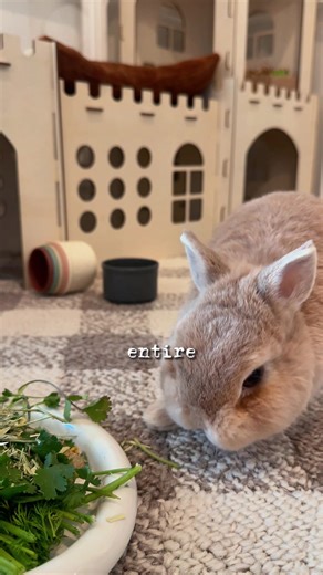 The Cutest Bunny Moments You Can’t Miss!