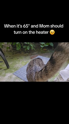 My Reading Pets: The Learning Adventures of Ellie and Isabelle on Reels