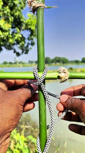 Impressive Constrictor Knots