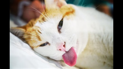 Luna’s Story: Abandoned by Family and Fighting for Her Life