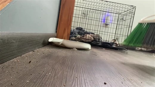 Extreme Clean With Me: Before & After Transformations