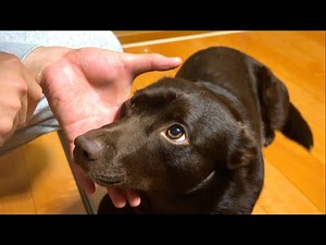 My dog has been infested with mites.