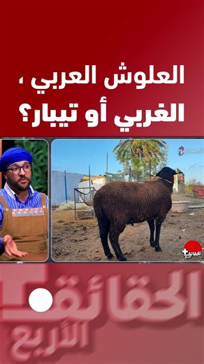 Arab, Western, or Tibar lamb?