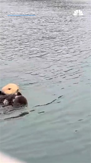 A rescued sea otter pup named Caterpillar was safely reunited with its mother in Morro Bay, California, after experts used recordings of the pup’s cries to help locate the mom. 🦦 | NBC 7 San Diego