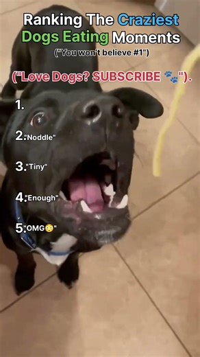 RANKING THE CRAZIEST DOGS EATING REACTION #1 IS VERY FUNNY