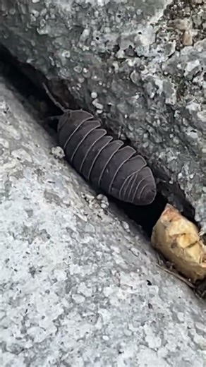 Did you know that people eat roly polys and they taste like shrimps. # how to cook roly polys