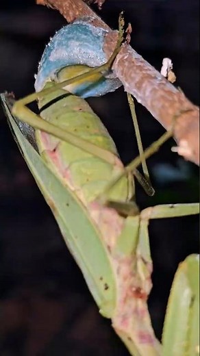 Magical Moment Of Japanese Praying Mantis Mother Laying Turquoise Eggs #prayingmantis #lay