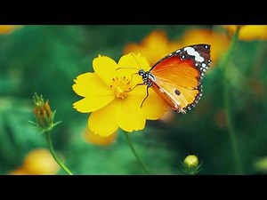 15 Minutes of Calm Music and Visuals for Relaxation and Focus