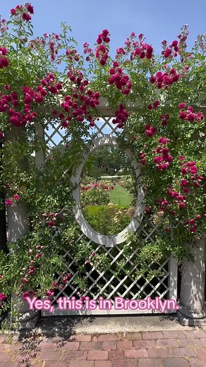 A window into Brooklyn Botanic Garden’s Cranford Rose Garden. 👀 Here, in one of the largest rose collections in North America, thousands of rosebushes are currently in bloom. Visit soon to see them yourself! #nyc #brooklyn #nyclife #cuteplacesinnyc #nycrecommendations #gardentok