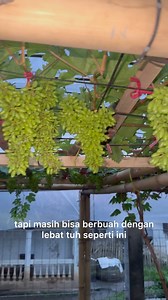 10K views · 164 reactions | Kebun anggur dengan rangka bambu seadanya berbuah lebat #kebunanggur #fyp #garutgrapegarden #anggurindonesia #grapefarm | FAjar Hambali | Facebook