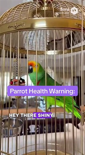 Feather Plucking: 🚨 Watch for these signs: • Bald or thinning feathers (chest, legs, wings) • Broken or chewed feathers • Red, irritated, or scabby skin • Constant over-preening • Mood changes: quiet, aggressive, or screaming ⚠️ This isn’t normal behavior. Feather plucking is a sign something is wrong—medical, emotional, or environmental. 💡 Early action matters. 💜 Follow @thevirtualvet for my tips on your parrot’s health. #parrothealth #parrothealthtips #parrotlove #parrotsoftiktok