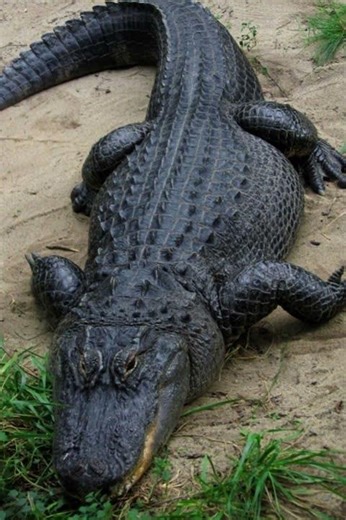 Crocodile vs Alligator: Can You Spot the Difference? 🐊