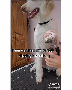12M views · 284K reactions | Watch how these doggies are groomed!  | TikTok | Facebook
