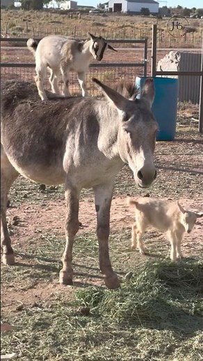 Goat Rodeo at H5 Ranch: Bo Handles It Like a Champ 🐐🫏🎉