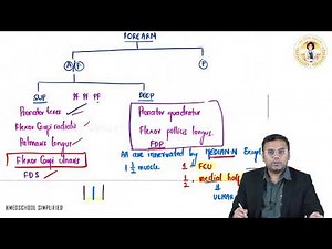 14. Medial Nerve: Upper Limb Anatomy