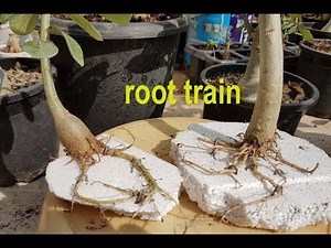 adenium root training method