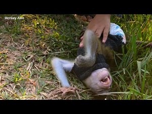 OMG Baby Monkey Alex What Happened God Help alex