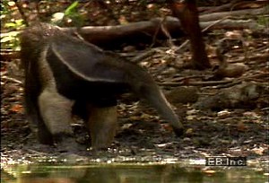 Giant anteater's use of its tubular muzzle and wormlike tongue to eat and drink observed | Britannica