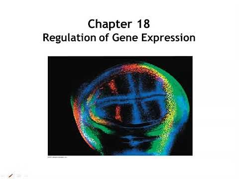 Chapter 18 Regulation of Gene Expression
