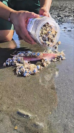 18M views · 48K reactions | Arrow Squid Meets Soldier Crabs for the First Time | Ser Ron | Facebook