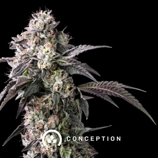 Blue Andeze, is one of Conception's best-yielding candy strains we’ve seen. Bred by @Kounter Kulture, this cultivar is loaded with sweet blueberry-mint terps, deep purple buds, and consistent 30 % … | Conception Nurseries