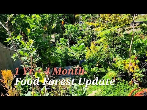 1 Year + Front Yard Food Forest Update Tour