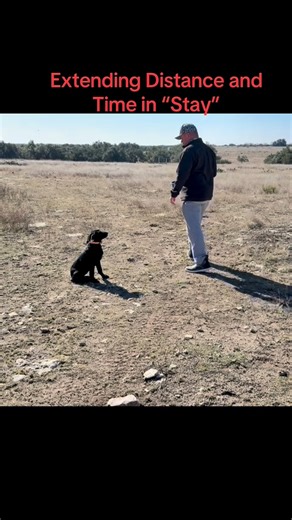 Gundog Nation on Instagram: "Working on keeping Dallas in stay while I walk away and hand signals. I’m not a pro nor expert trainer. Just a regular guy that loves to work with dogs. #dogtrainingtips #trainingdogs #puppytrainingtips #gundognation #gundognationpodcast #kennethwitt #hunting #gundog #retriever"